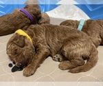 Small Photo #1 Goldendoodle-Poodle (Miniature) Mix Puppy For Sale in HIALEAH, FL, USA
