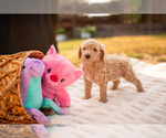 Puppy Blondie Goldendoodle-Poodle (Standard) Mix