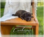 Puppy 4 Schnauzer (Miniature)
