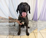 Small #8 Mastiff