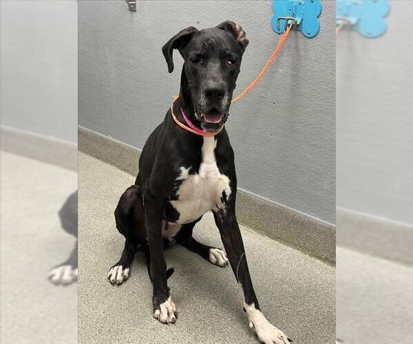 Medium Photo #1 Great Dane-Unknown Mix Puppy For Sale in Las Vegas, NV, USA