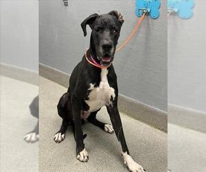 Great Dane-Unknown Mix Dogs for adoption in Las Vegas, NV, USA