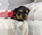 Girl Purple - Female Yorkshire Terrier Puppy for Sale - Photo #4