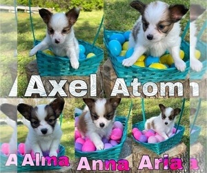 Papillon Puppy for sale in CLAREMORE, OK, USA