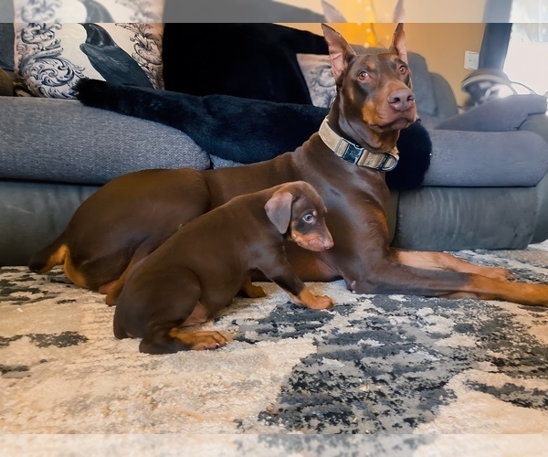 Medium Photo #2 Doberman Pinscher Puppy For Sale in YUCCA VALLEY, CA, USA