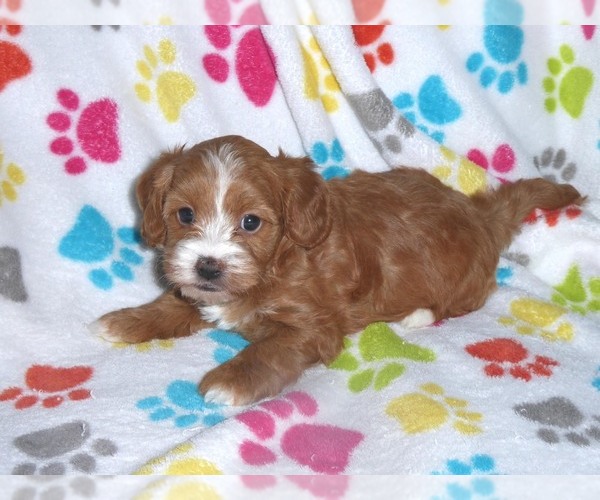 Medium Photo #7 Cavapoo-Poodle (Miniature) Mix Puppy For Sale in ORO VALLEY, AZ, USA