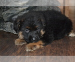 Puppy Felix German Shepherd Dog