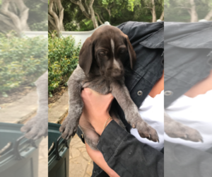 German Shorthaired Pointer Puppy for sale in DEL REY OAKS, CA, USA