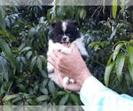 Small Photo #10 Pomeranian Puppy For Sale in WEST PALM BEACH, FL, USA