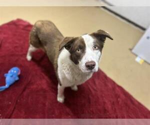 Border Collie-Unknown Mix Dogs for adoption in Chula Vista, CA, USA