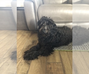Labradoodle Puppy for sale in AUSTIN, TX, USA