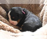 Small Photo #39 Bernedoodle Puppy For Sale in ELMWOOD, IL, USA