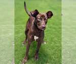 Small #4 German Shepherd Dog-Retriever  Mix