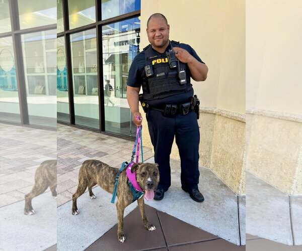 Medium Photo #3 Rhodesian Ridgeback-Unknown Mix Puppy For Sale in Lighthouse Point, FL, USA