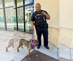Small #2 Rhodesian Ridgeback Mix