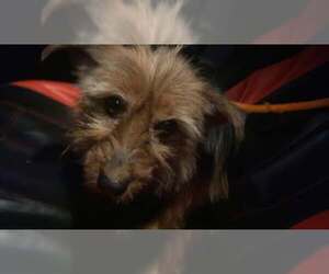 Mutt Dogs for adoption in Lewistown, PA, USA