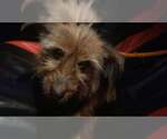 Small Mutt