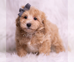 Small Photo #76 Maltipoo (Miniature) Puppy For Sale in WARSAW, IN, USA