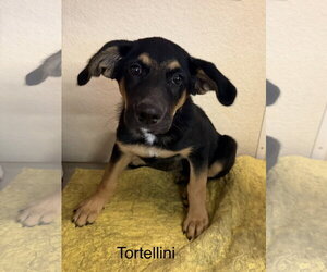 Tortellini - Female German Shepherd Dog-Unknown Mix Dog for Adoption - Photo #3