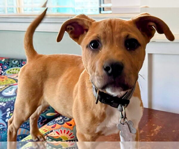 Medium Photo #14 American Staffordshire Terrier Puppy For Sale in Holly Springs, NC, USA