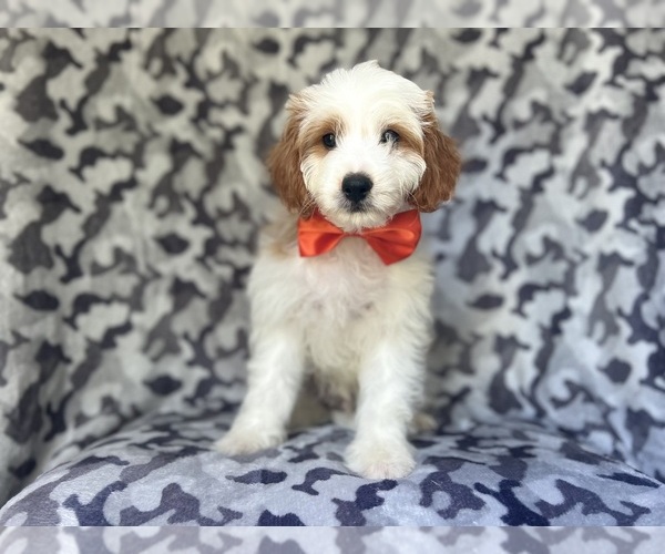 Medium Photo #2 Cavapoo Puppy For Sale in LAKELAND, FL, USA