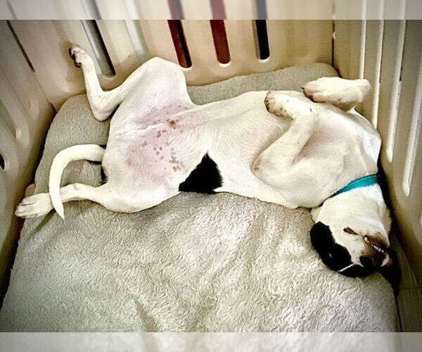 Medium Photo #10 Pointer-Unknown Mix Puppy For Sale in Westwood, NJ, USA