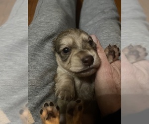 Dachshund Puppy for sale in WILLISBURG, KY, USA