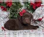 Small Photo #5 Labrador Retriever Puppy For Sale in GLEN ROCK, PA, USA