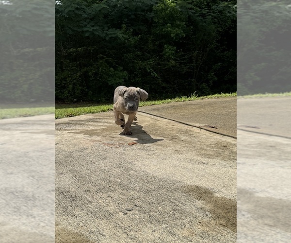 Medium Photo #3 Cane Corso Puppy For Sale in DOTHAN, AL, USA