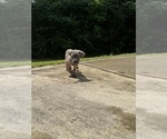 Small #2 Cane Corso