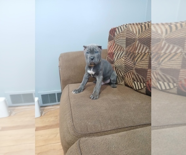 Medium Photo #1 Cane Corso Puppy For Sale in DETROIT, MI, USA