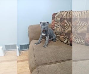 Cane Corso Puppy for sale in DETROIT, MI, USA