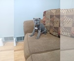 Small Cane Corso