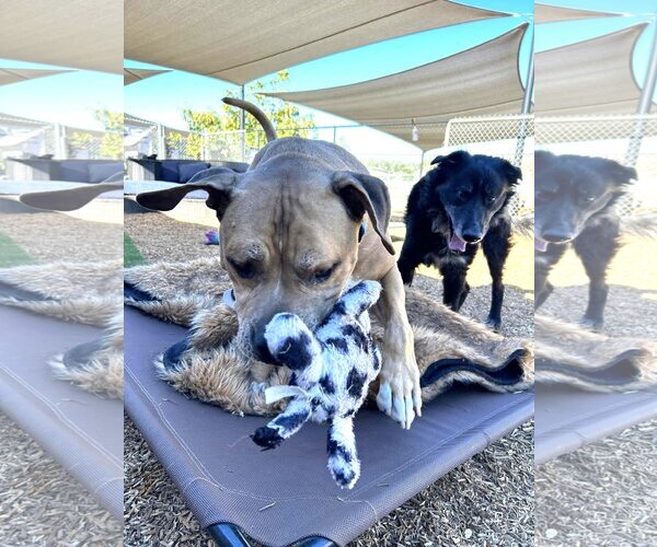 Medium Photo #3 American Pit Bull Terrier-Unknown Mix Puppy For Sale in  Ramona, CA, USA