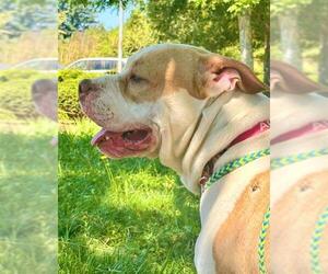Medium American Pit Bull Terrier