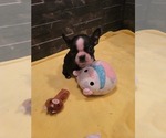 Small Photo #1 Boston Terrier Puppy For Sale in SUGAR LAND, TX, USA
