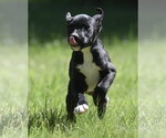 Small #5 Shepradors