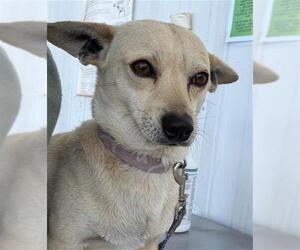 Chihuahua Dogs for adoption in Bakersfield, CA, USA