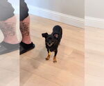 Small #3 Chihuahua