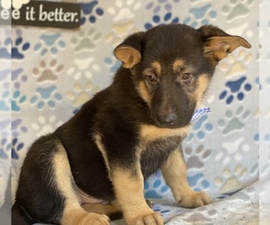 German Shepherd Dog Puppy for sale in LANCASTER, PA, USA