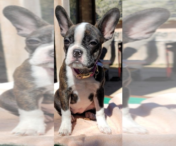 Medium Photo #11 Faux Frenchbo Bulldog Puppy For Sale in SAN ANTONIO, TX, USA
