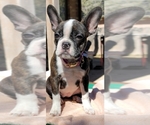 Small Photo #11 Faux Frenchbo Bulldog Puppy For Sale in SAN ANTONIO, TX, USA