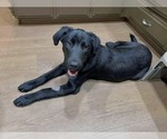 Small #3 Labrador Retriever Mix