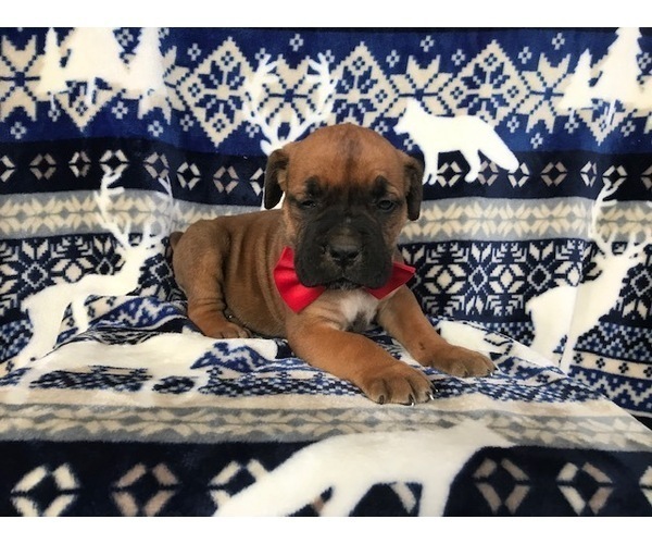 Medium Photo #14 Boerboel Puppy For Sale in CHRISTIANA, PA, USA