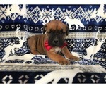 Small Photo #14 Boerboel Puppy For Sale in CHRISTIANA, PA, USA