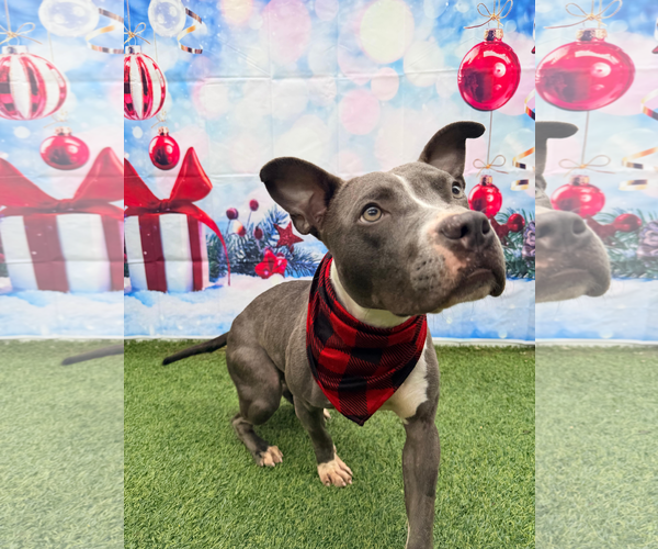 Medium Photo #7 Staffordshire Bull Terrier Puppy For Sale in Pompano Beach , FL, USA