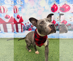 Small #6 Staffordshire Bull Terrier