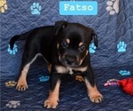 Puppy Fatso American Bully-Miniature Australian Shepherd Mix