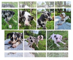 Catahoula Leopard Dog Puppy for sale in CUMBY, TX, USA