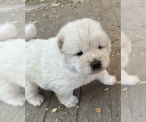 Chow Chow Puppy for sale in FONTANA, CA, USA
